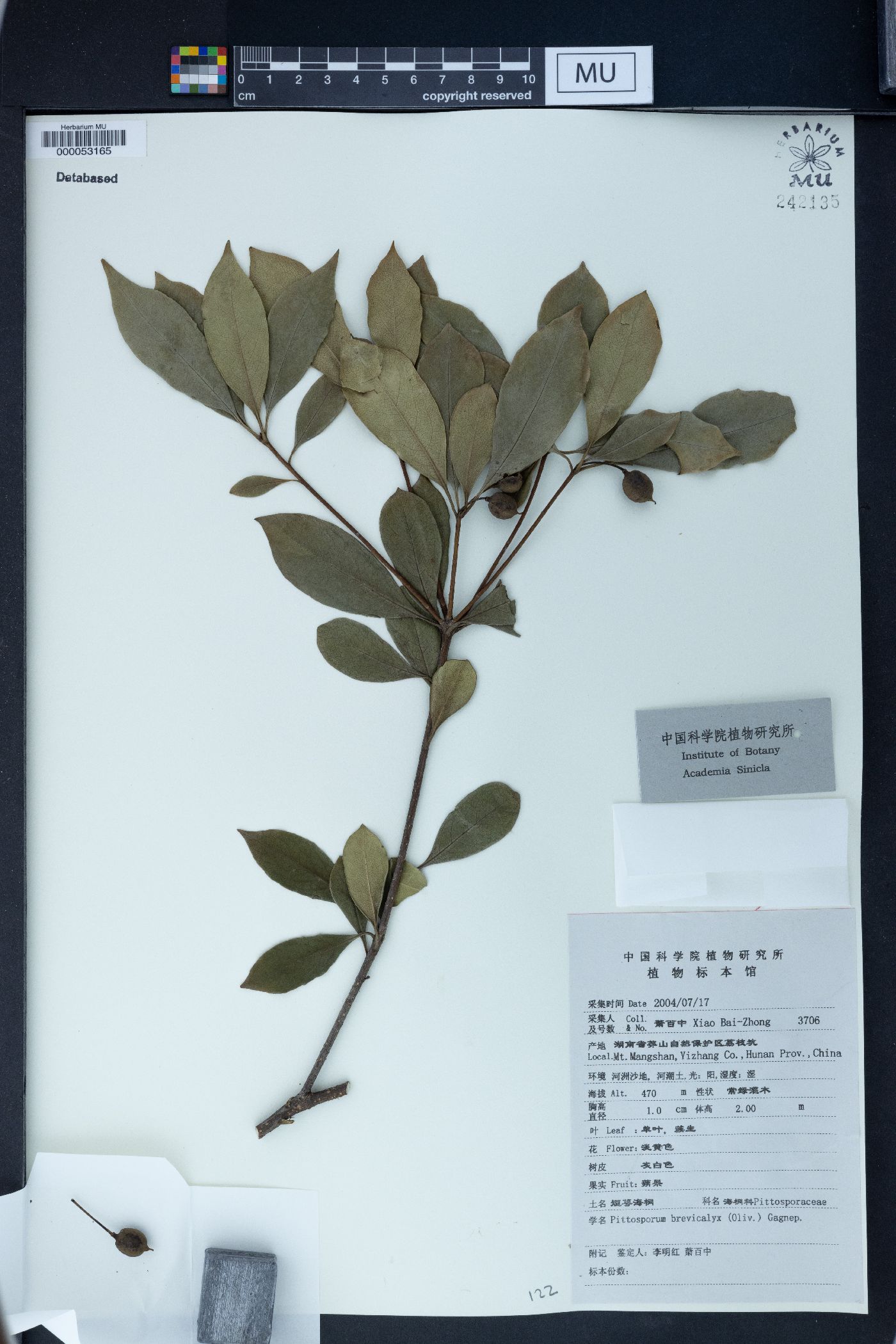 Pittosporum brevicalyx image