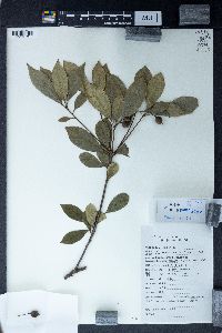 Pittosporum brevicalyx image