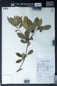 Pittosporum brevicalyx image