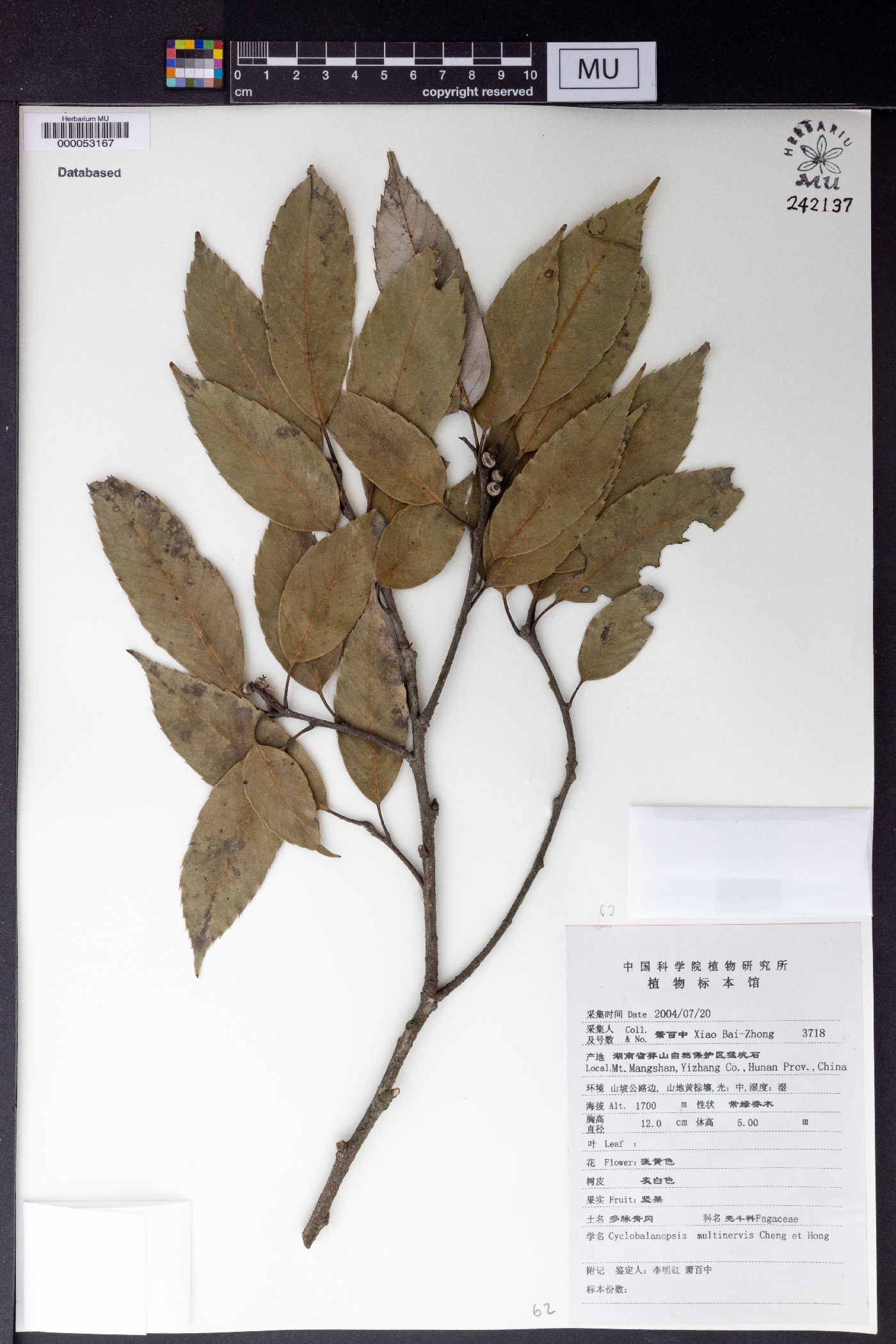 Quercus multinervis image