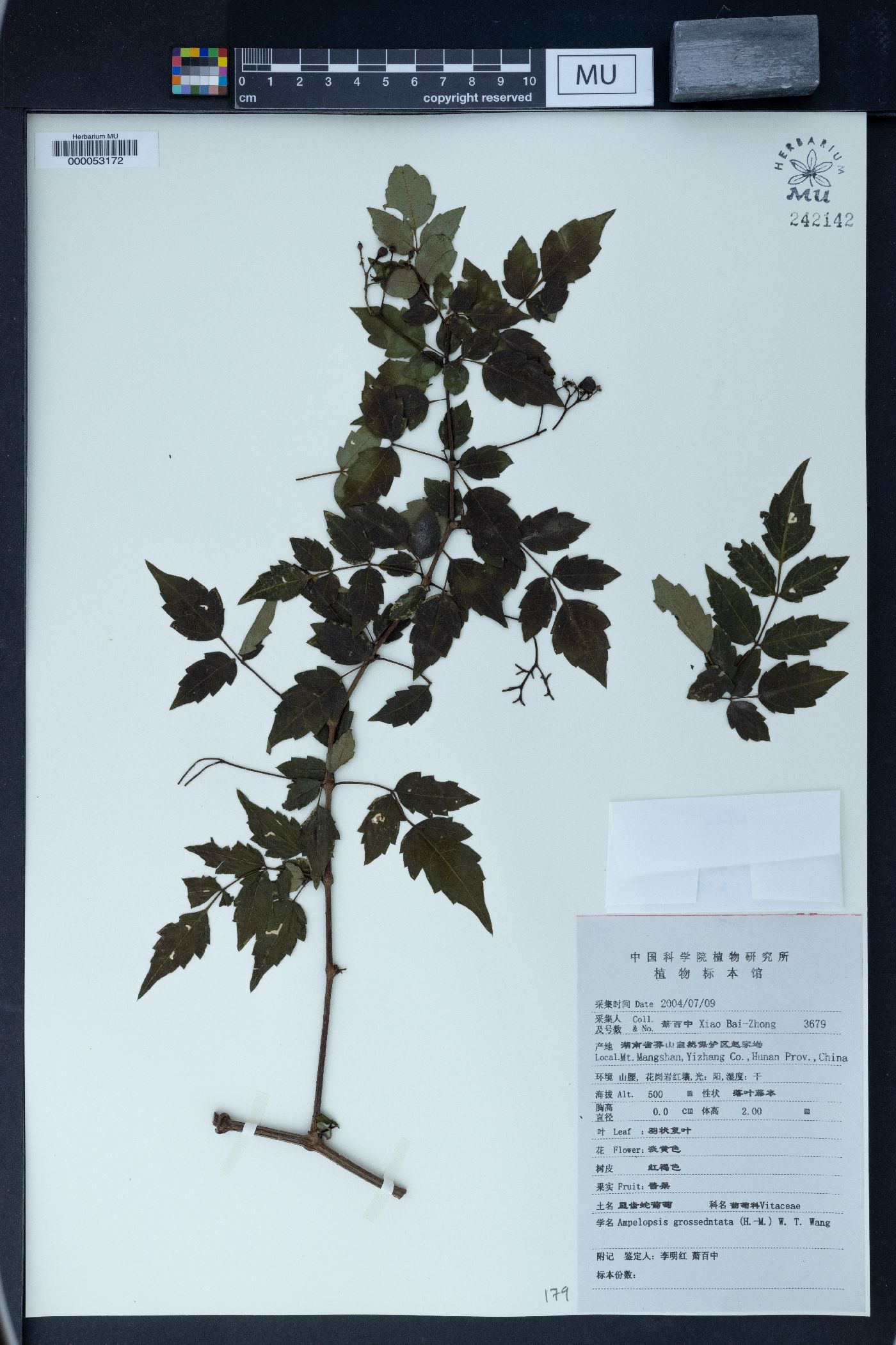 Nekemias grossedentata image