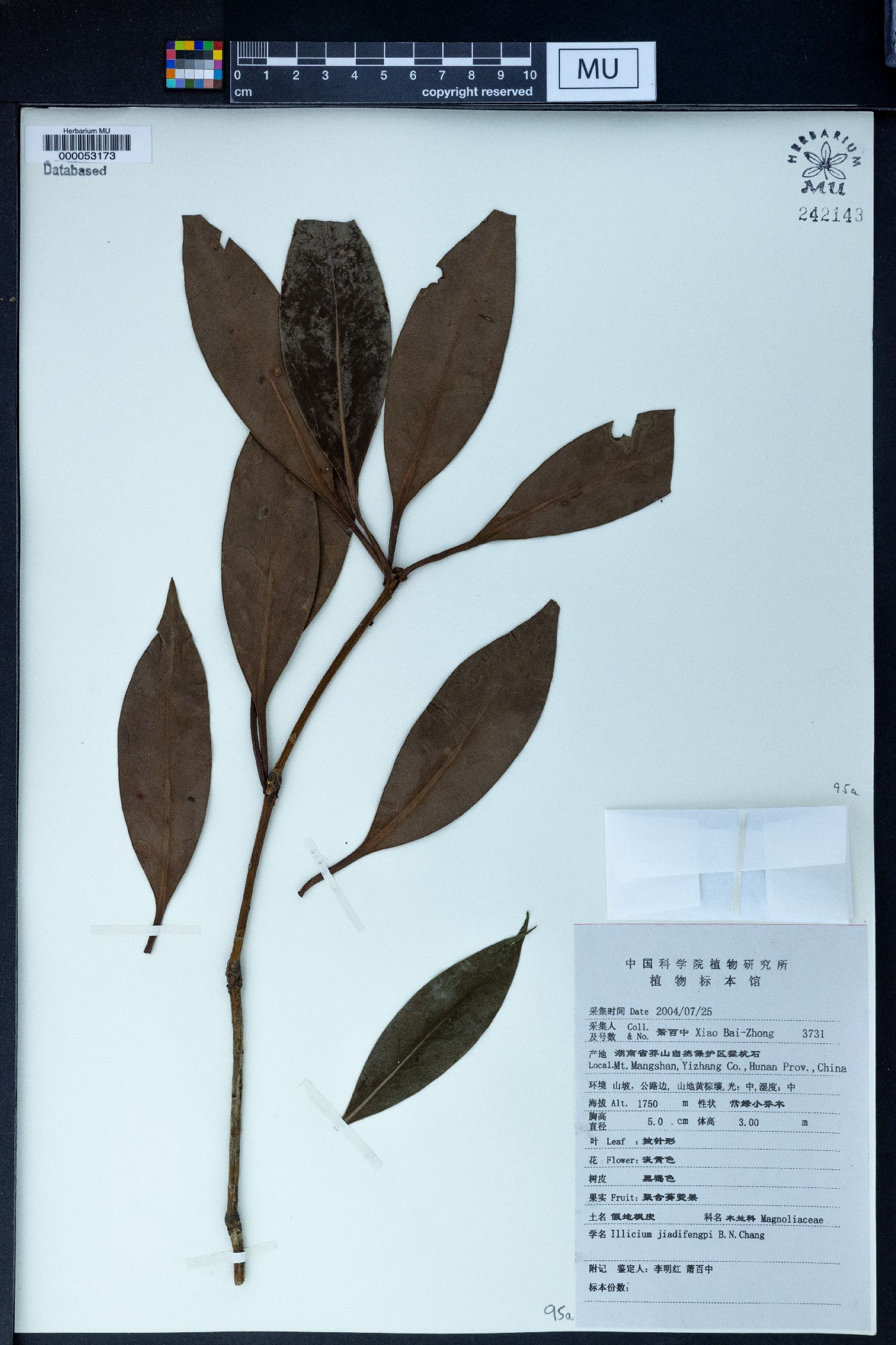 Illicium jiadifengpi image