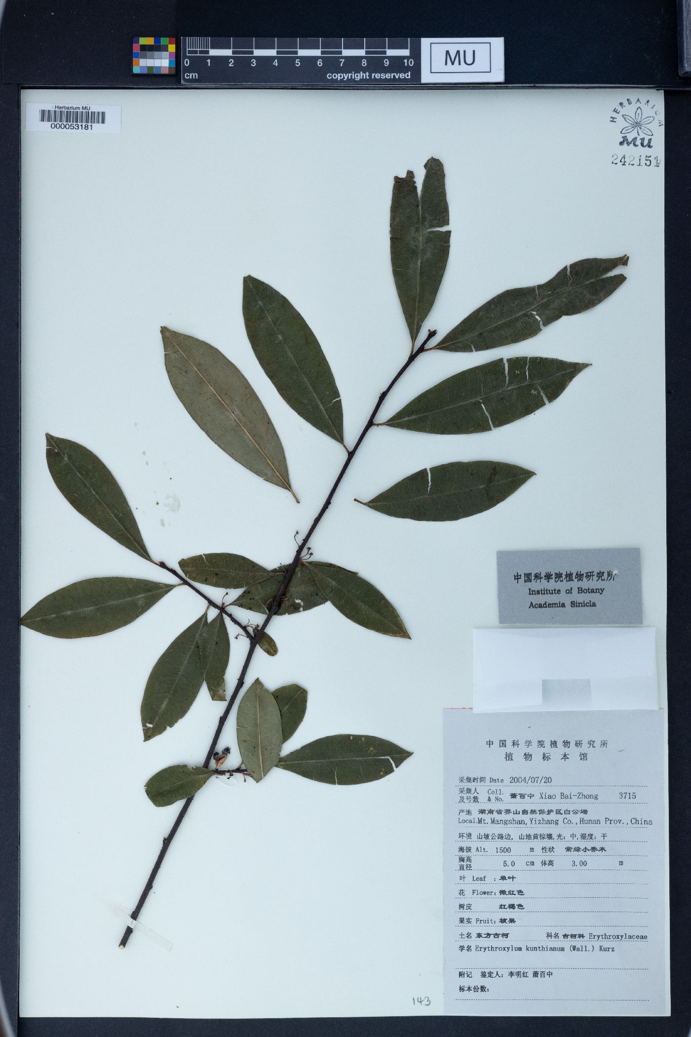 Erythroxylum kunthianum image