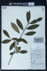Image of Erythroxylum kunthianum