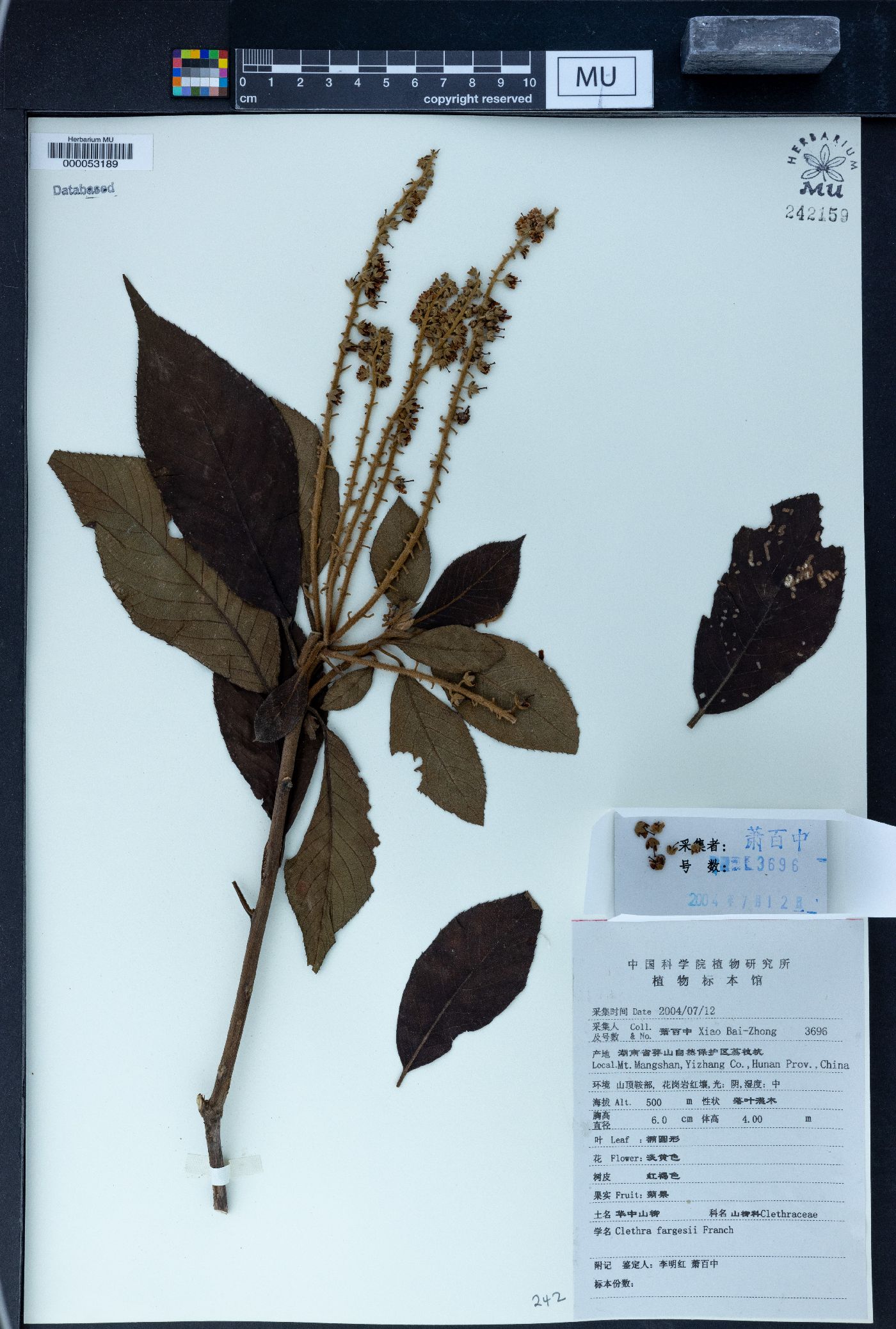 Clethra fargesii image
