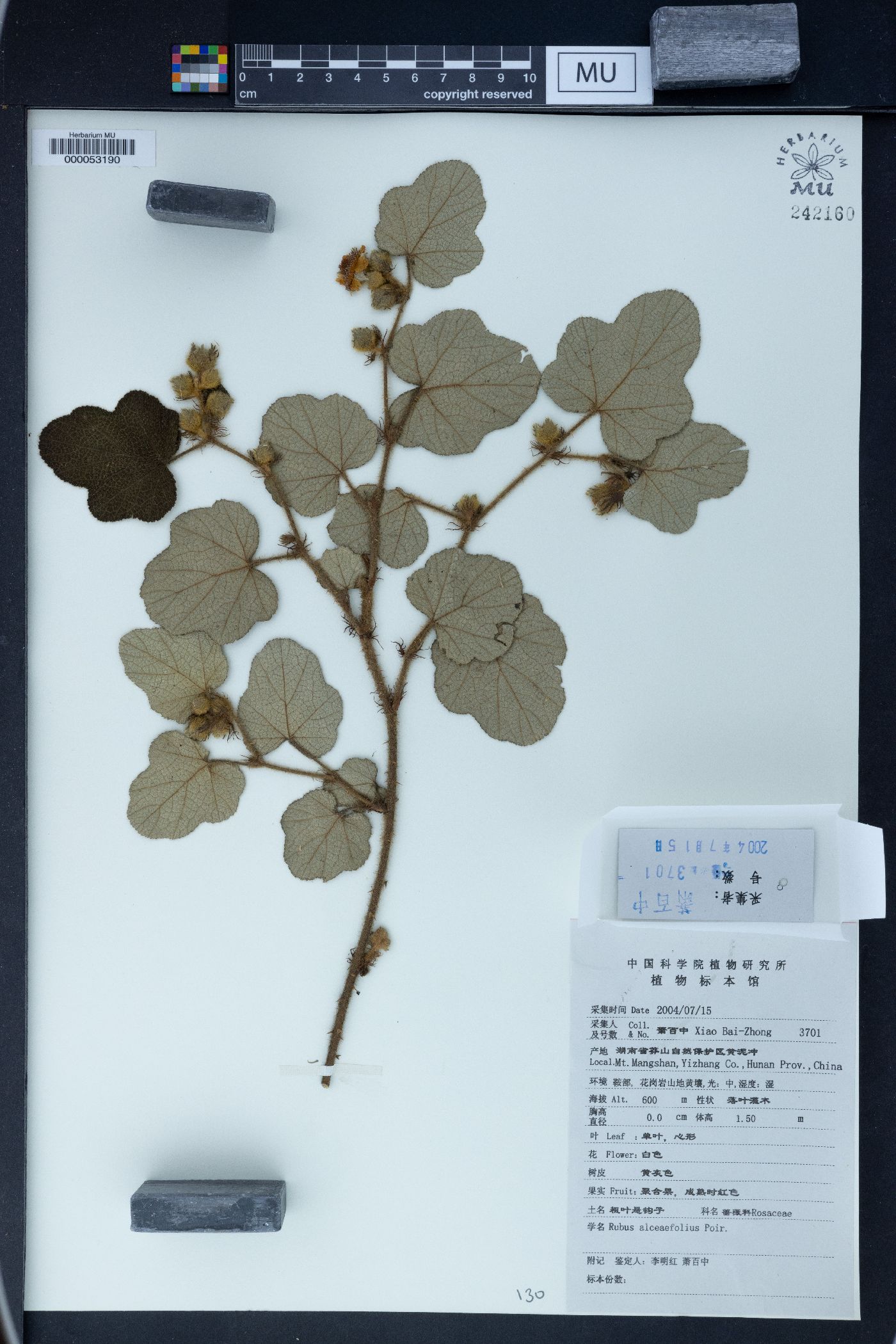 Rubus alceifolius image