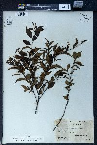 Ilex pubescens image
