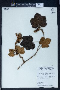 Rubus moluccanus image