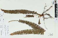 Nephrolepis exaltata image