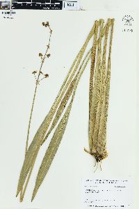 Sagittaria lancifolia image