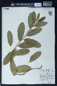 Image of Helicteres angustifolia