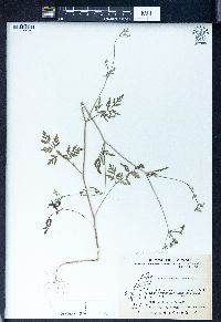 Torilis japonica image