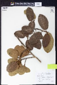 Ficus trigonata image