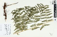 Dennstaedtia globulifera image