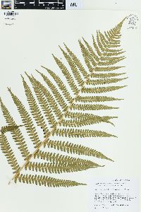 Dryopteris filix-mas image