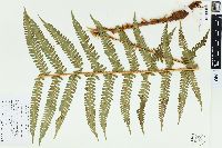 Dryopteris filix-mas image