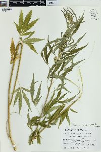 Cannabis sativa image