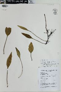 Selliguea plantaginea image