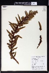 Polystichum cheilanthoides image