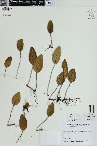 Selliguea plantaginea image