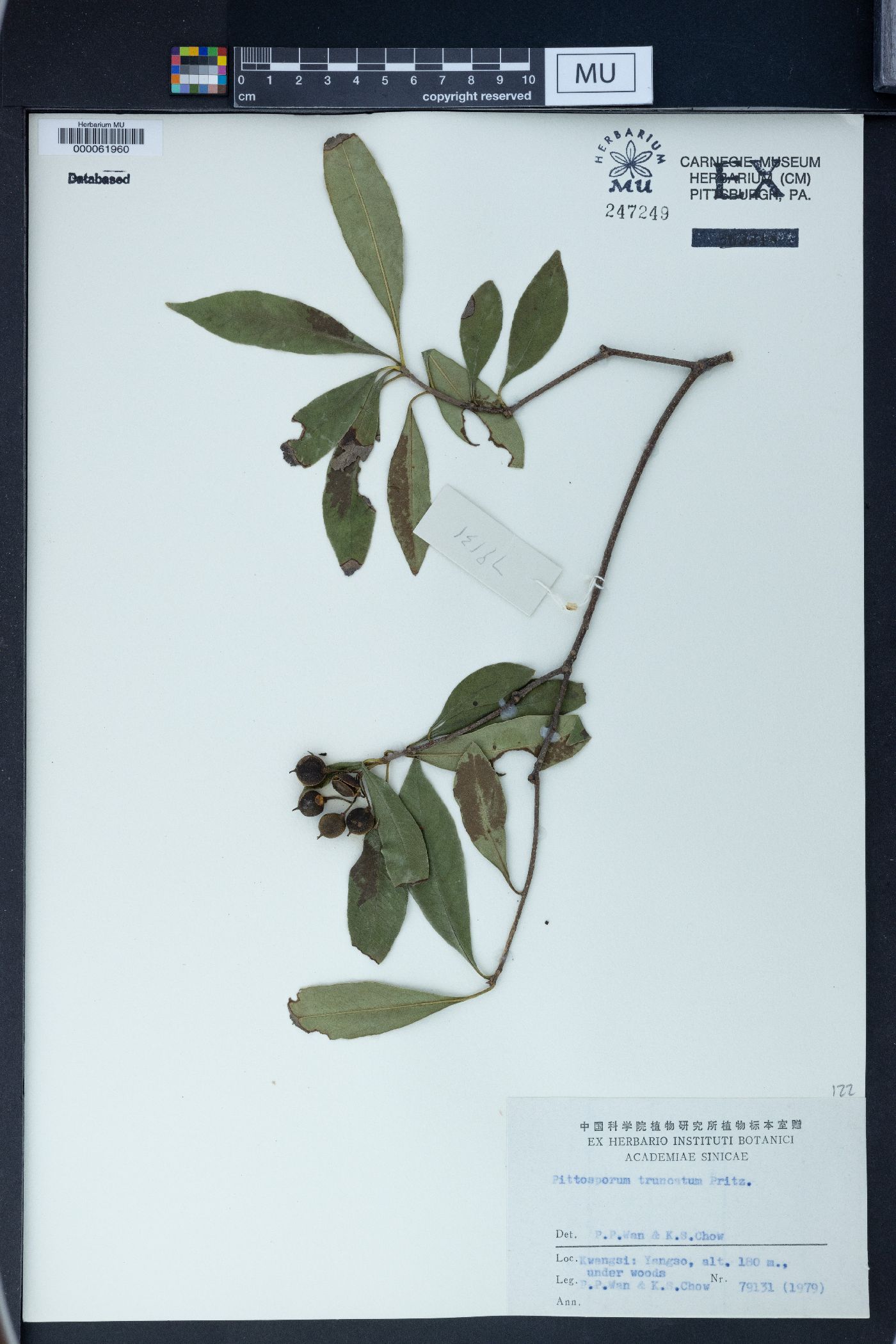 Pittosporum truncatum image