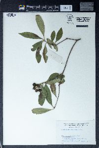 Pittosporum truncatum image