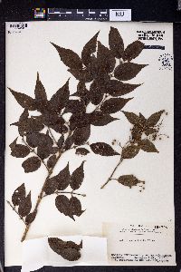 Deutzia gracilis image