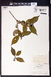 Hydrangea serratifolia image