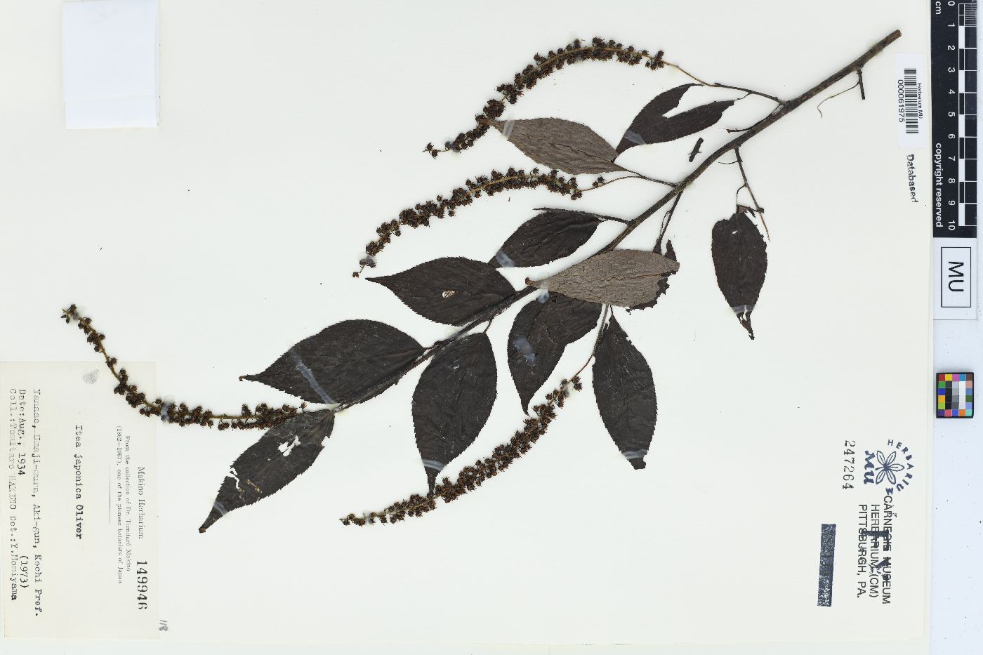 Itea japonica image