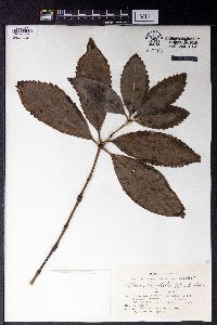 Sarcandra glabra subsp. glabra image