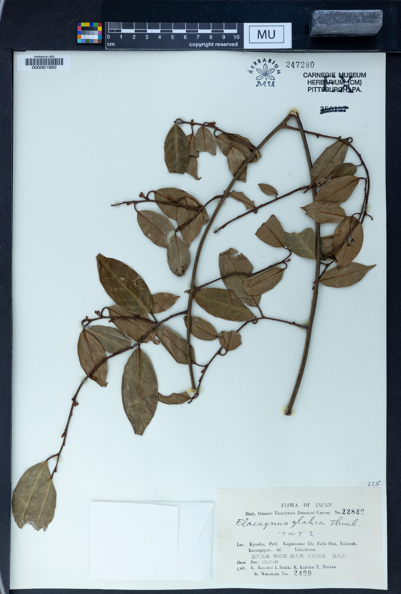 Elaeagnus glabra image