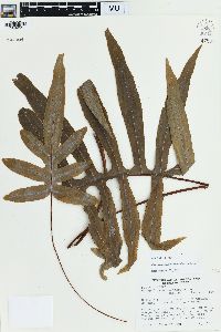 Phlebodium pseudoaureum image