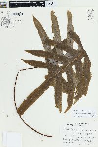 Phlebodium pseudoaureum image