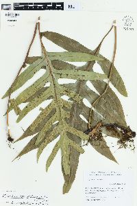Microsorum scolopendria image