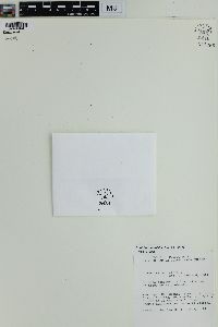 Cochlidium serrulatum image
