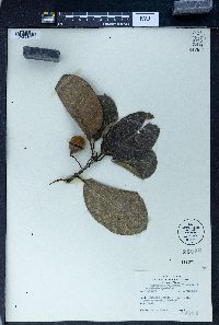 Terminalia bellirica image
