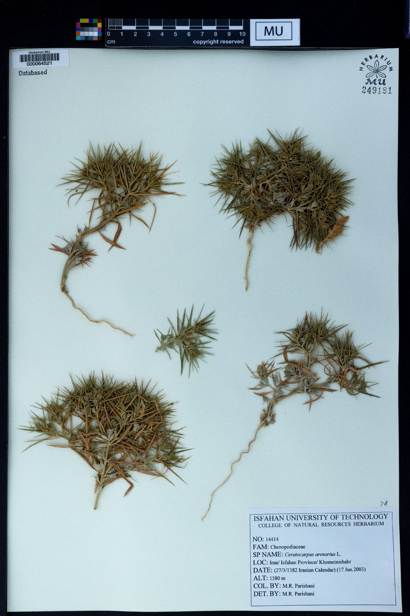 Ceratocarpus arenarius image