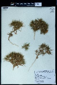 Ceratocarpus arenarius image