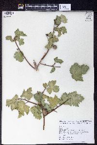 Image of Ficus johannis