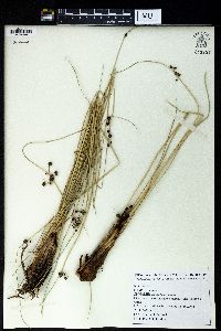 Scirpus holoschoenus image