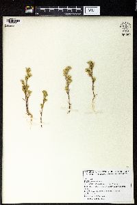 Minuartia meyeri image
