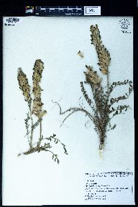 Astragalus eriocarpus image