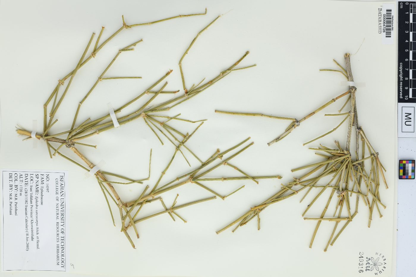 Ephedra sarcocarpa image