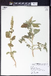 Amaranthus retroflexus image