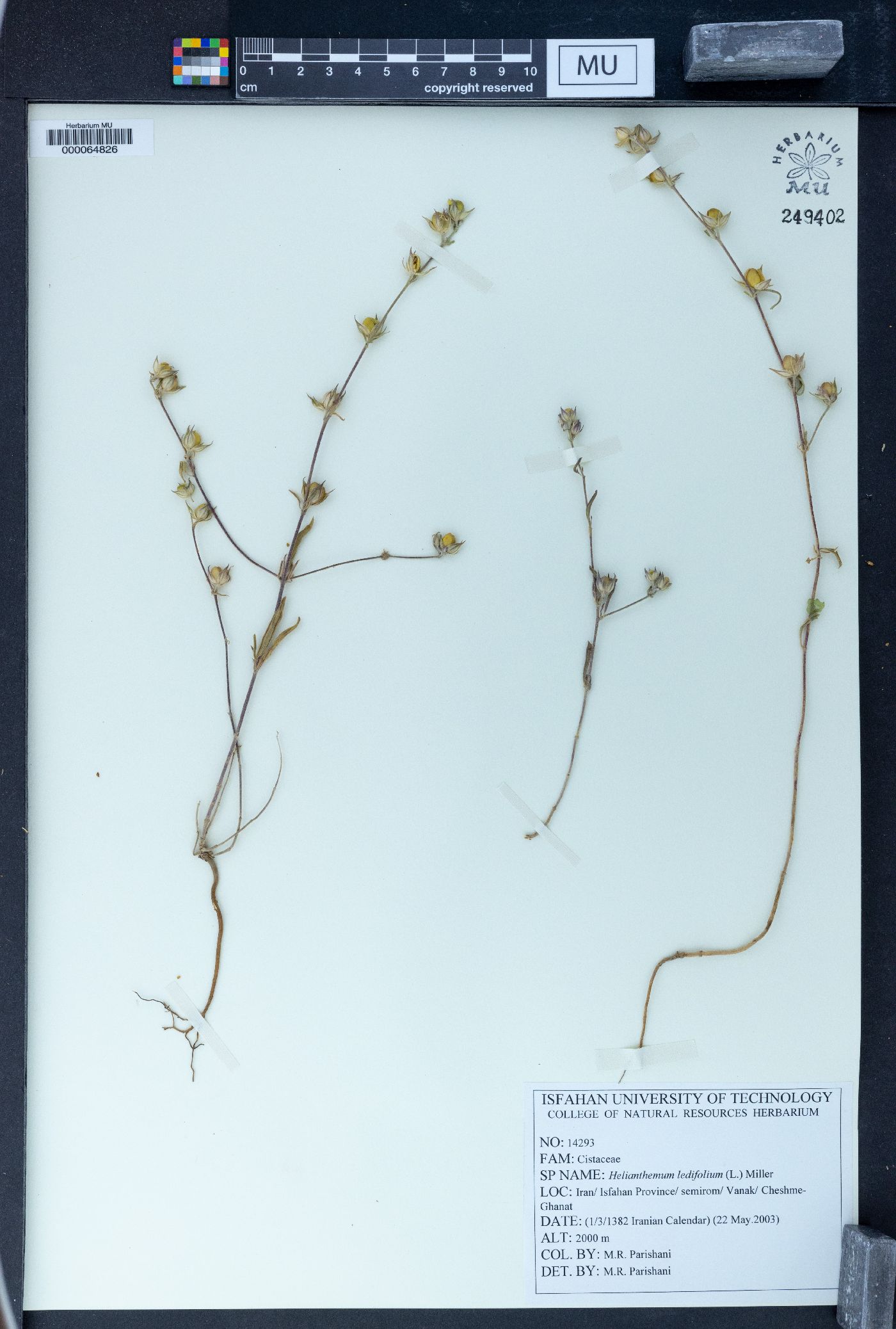 Helianthemum ledifolium image