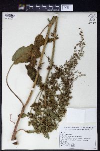 Image of Rumex chalepensis