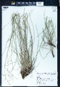 Pimpinella deverroides image