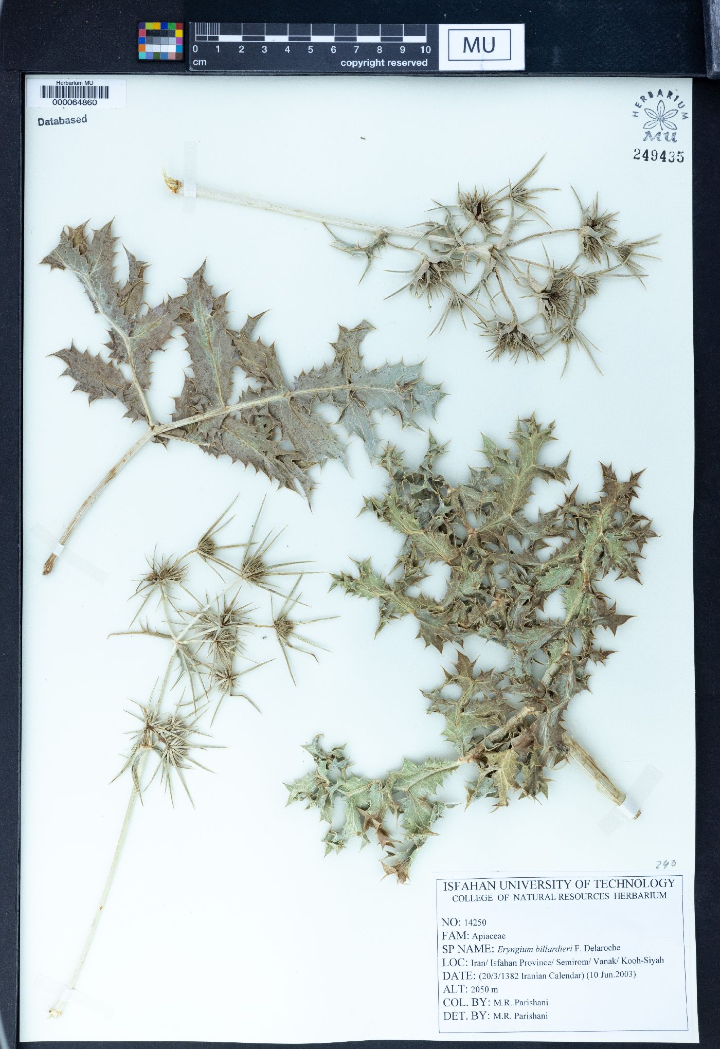 Eryngium billardierei image