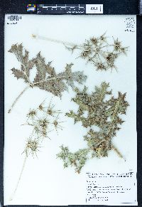 Eryngium billardierei image