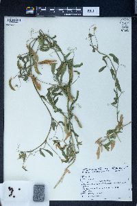 Lathyrus chloranthus image